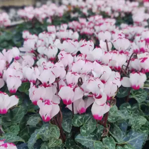 Cyclamen Metis 'Victoria White'